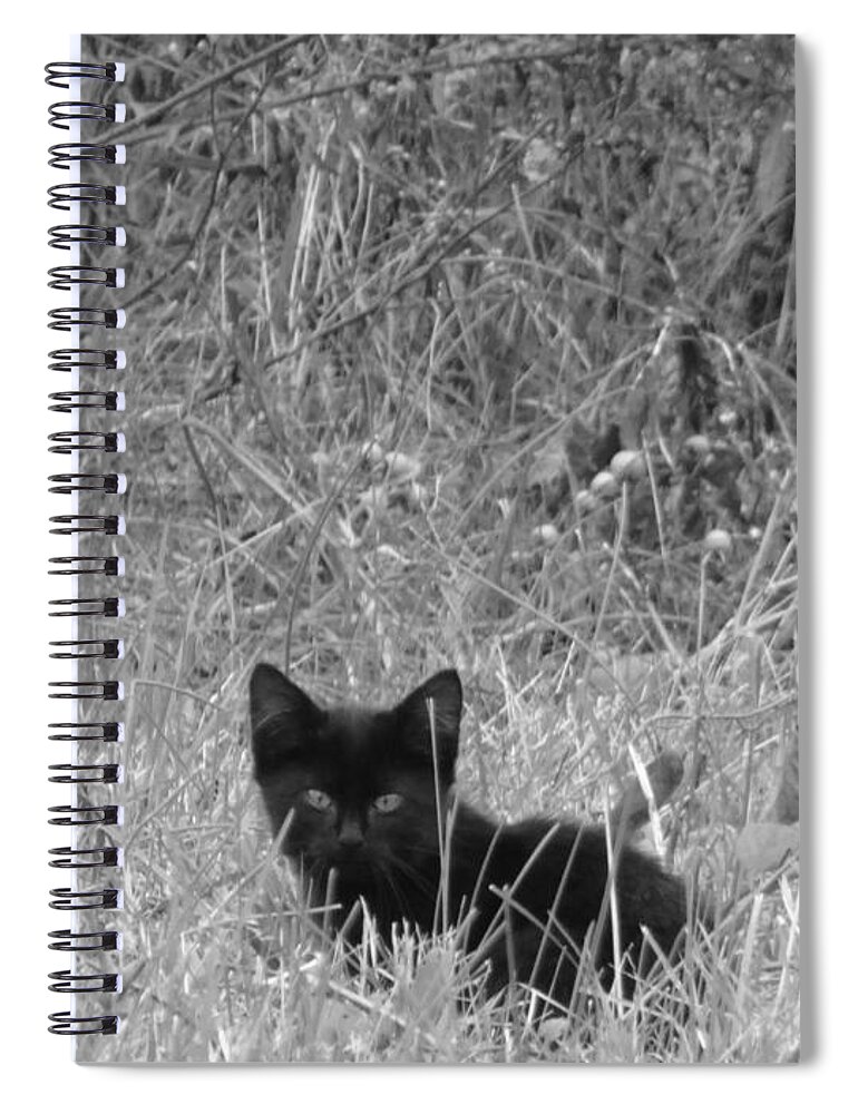 Cat Spiral Notebook featuring the photograph Wild Baby by Dark Whimsy