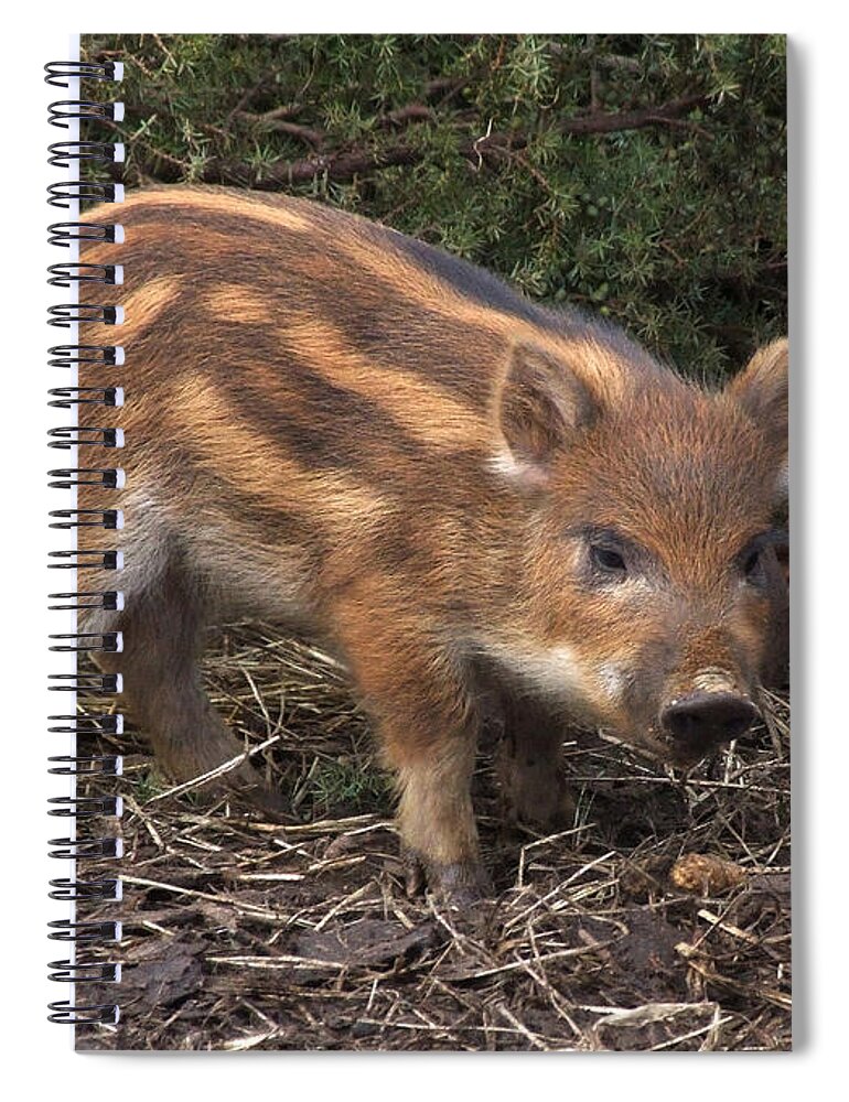 Wild Boar Spiral Notebook featuring the photograph Wild Boar Piglet by Phil Banks