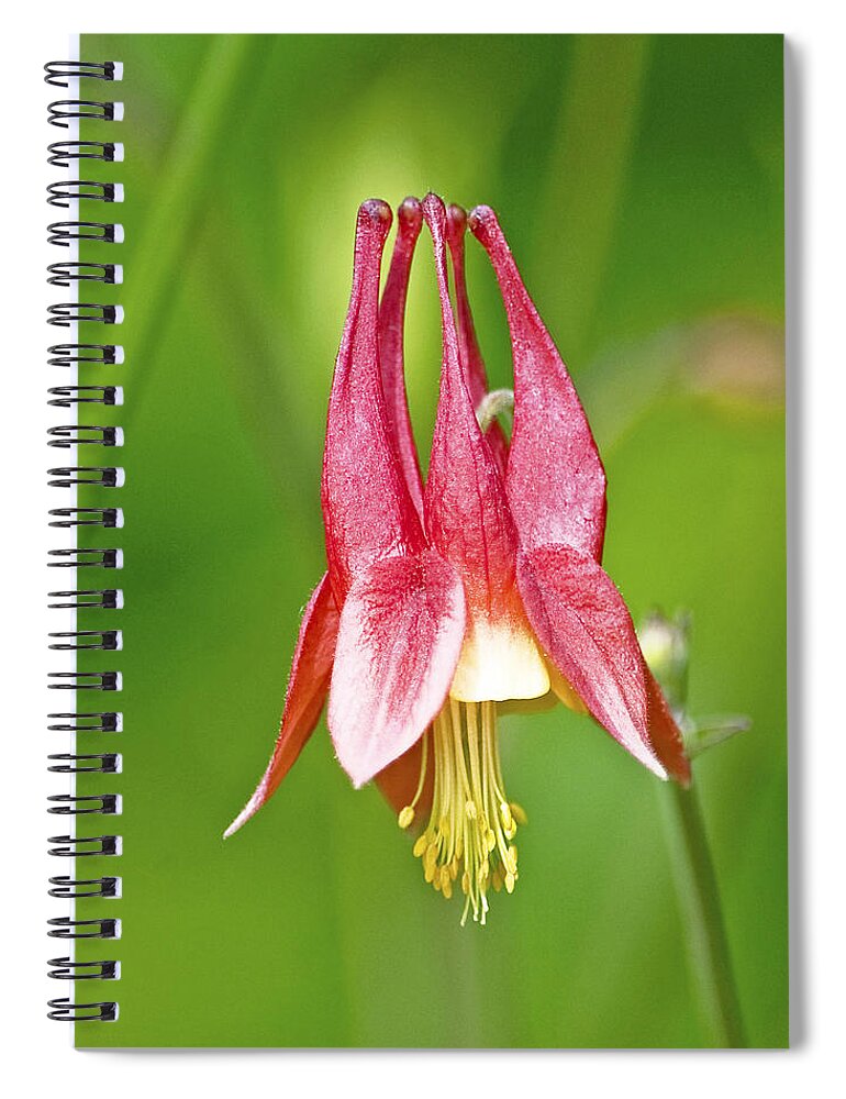 Wildflower Spiral Notebook featuring the photograph Wild Columbine Flower by A Macarthur Gurmankin
