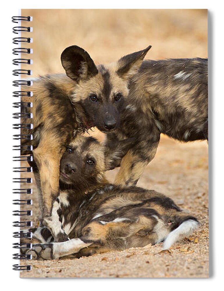 African Wild Dog Spiral Notebook featuring the photograph Wild Dog Pups by Max Waugh