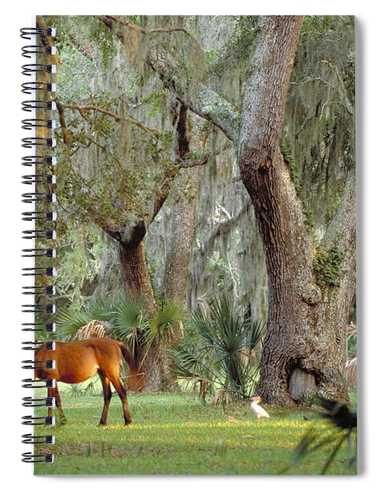 Landscape Spiral Notebook featuring the photograph Wild Horse on Cumberland Island in Georgia by Art Wolfe
