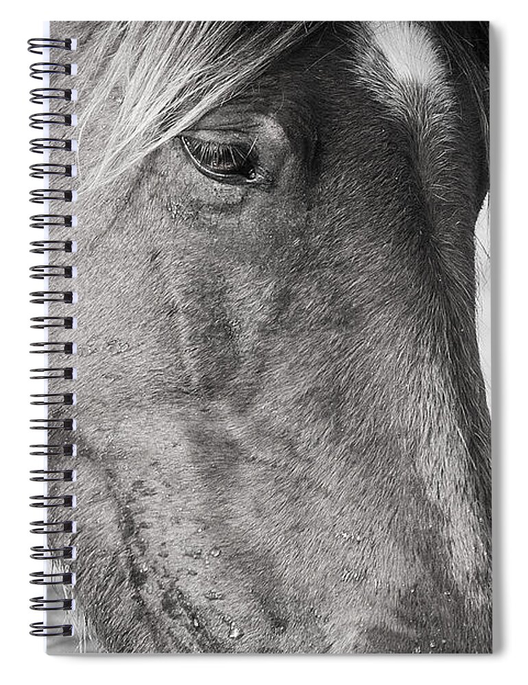 Wild Spiral Notebook featuring the photograph Wild Mustang Feeding by Bob Decker