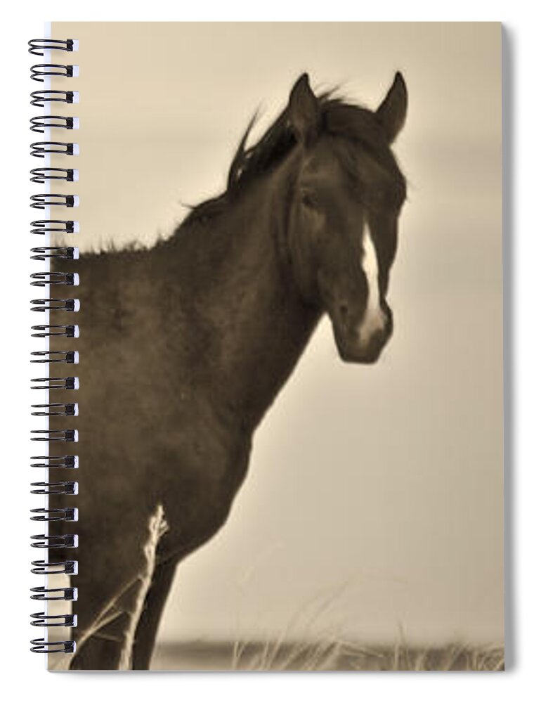 Horses Spiral Notebook featuring the photograph Wild Mustangs of New Mexico 3 by Catherine Sobredo