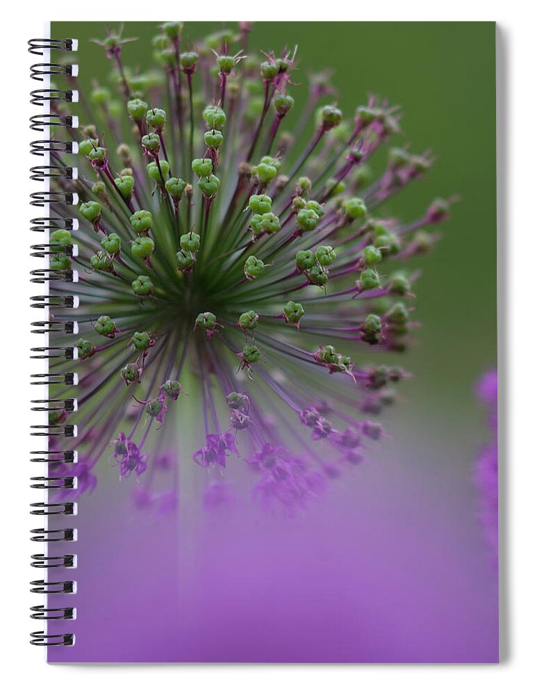 Allium Spiral Notebook featuring the photograph Wild Onion by Heiko Koehrer-Wagner
