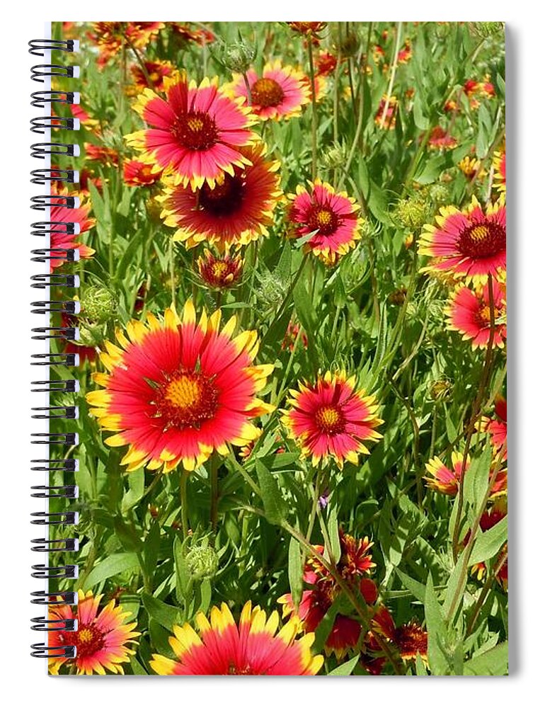 Wild Flower Spiral Notebook featuring the photograph Wild Red Daisies #4 by Robert ONeil