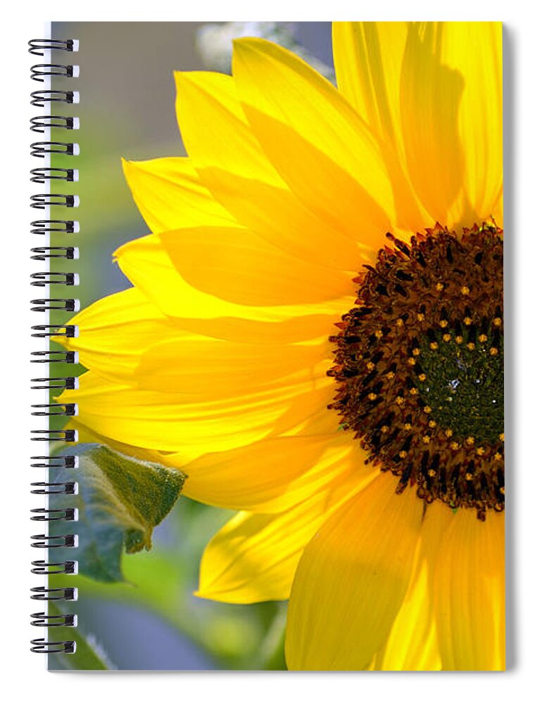 Sunflower Spiral Notebook featuring the photograph Wild Sunflower by Nadalyn Larsen