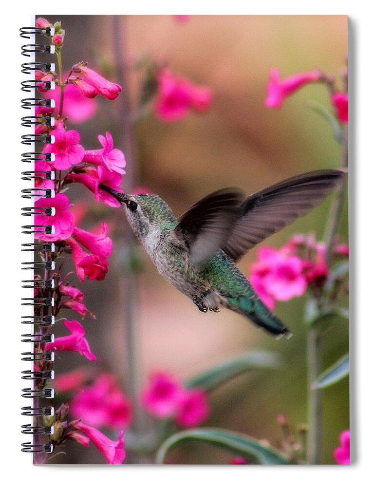 Hummingbird Spiral Notebook featuring the photograph Wild thing by Tammy Espino
