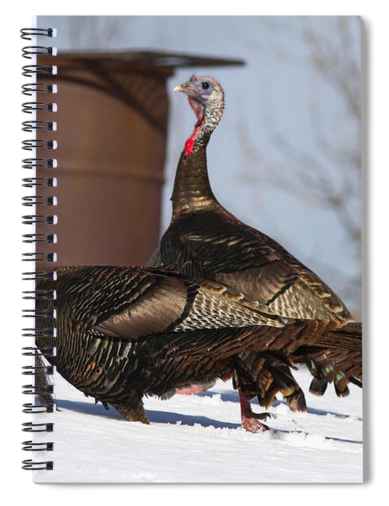 Nature Spiral Notebook featuring the photograph Wild Turkey In Snow by Linda Freshwaters Arndt