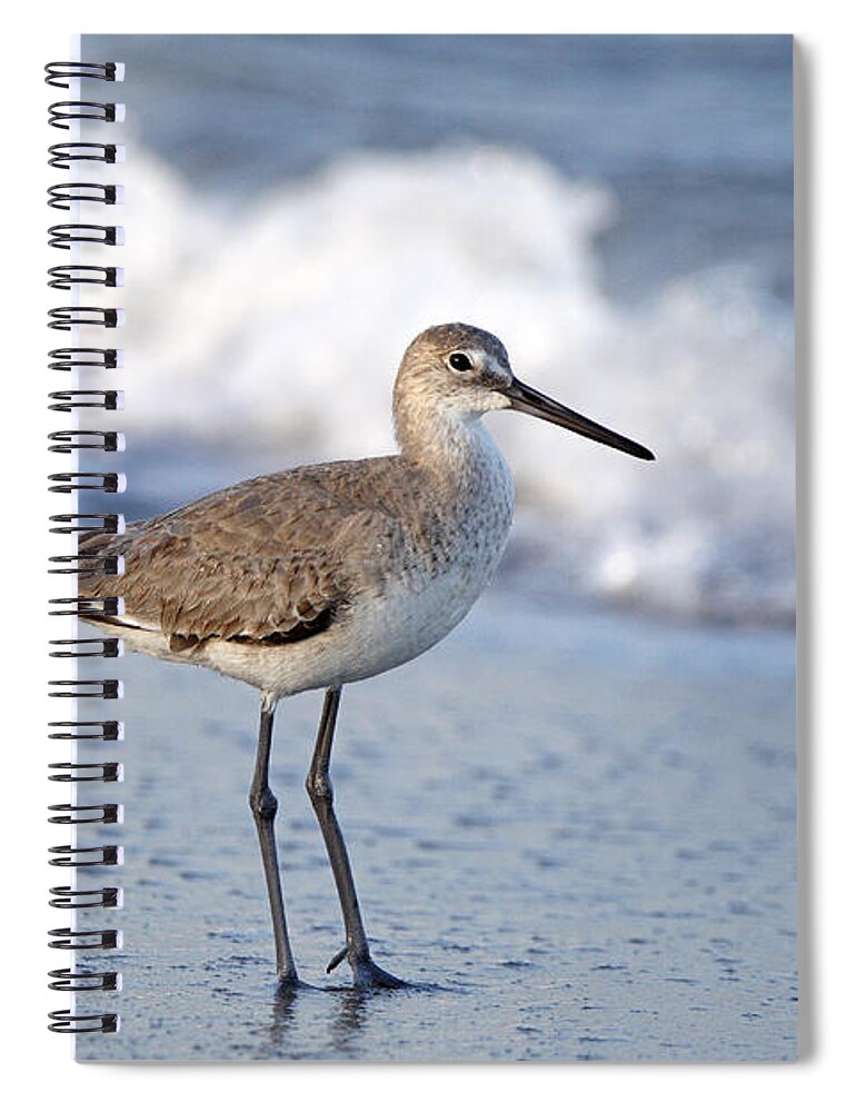 Feb0514 Spiral Notebook featuring the photograph Willet Florida by Scott Leslie