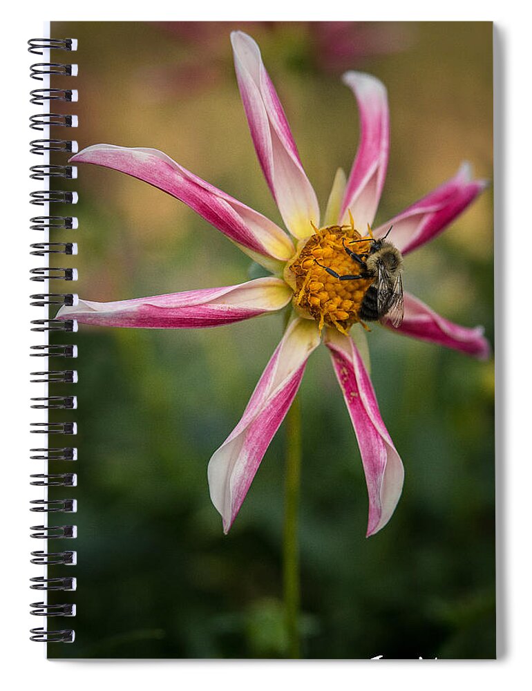Dahlia Spiral Notebook featuring the photograph Willie Willie Dahlia by Joan Wallner