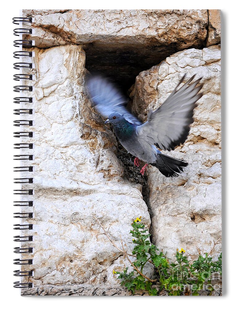 Peace Of Jerusalem Art Spiral Notebook featuring the painting Wings Of Peace by Constance Woods