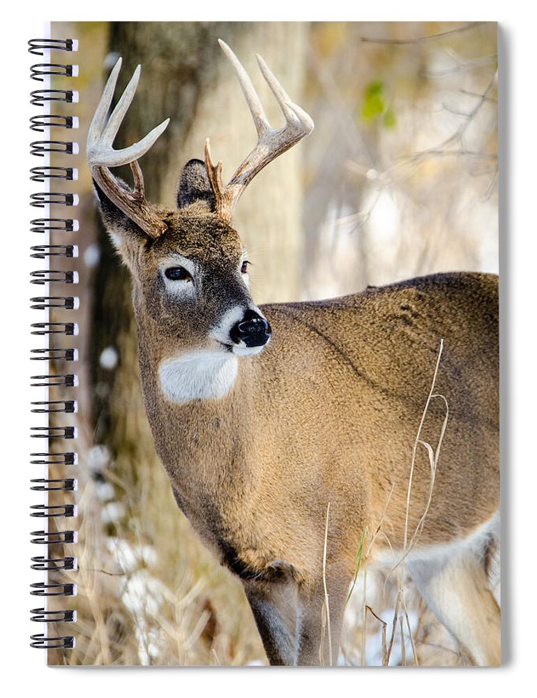Deer Spiral Notebook featuring the photograph Winter Buck by Wild Fotos
