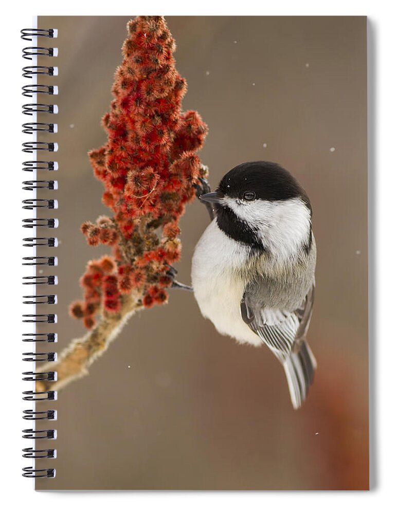 Black-capped Spiral Notebook featuring the photograph Winter Chickadee by Mircea Costina Photography