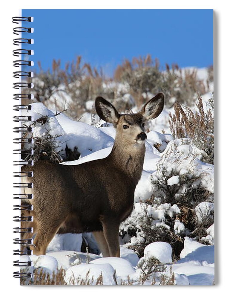 Deer Spiral Notebook featuring the photograph Winter Doe by Marty Fancy