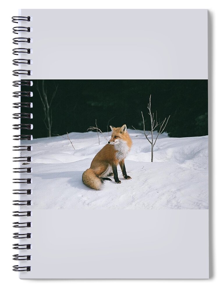 Wildlife Spiral Notebook featuring the photograph Winter Fox by David Porteus