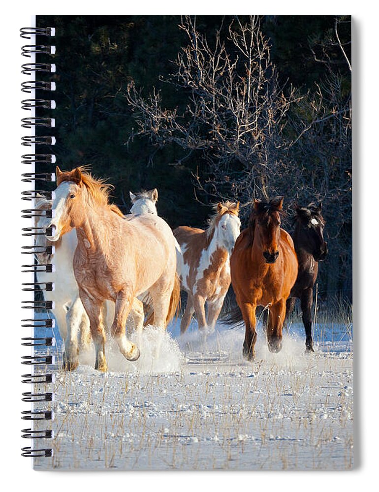 America Spiral Notebook featuring the photograph Winter Horses by Inge Johnsson