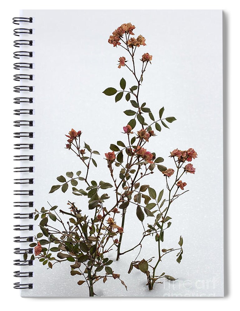 Flower Spiral Notebook featuring the photograph Winter Ice Fairy Roses by Barbara McMahon