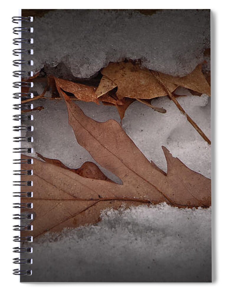 Log Spiral Notebook featuring the photograph Winter Leaves on Log by Grace Grogan