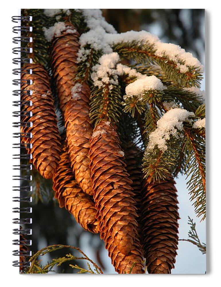 Pine Spiral Notebook featuring the photograph Winter Pine - Holiday by Susan Carella