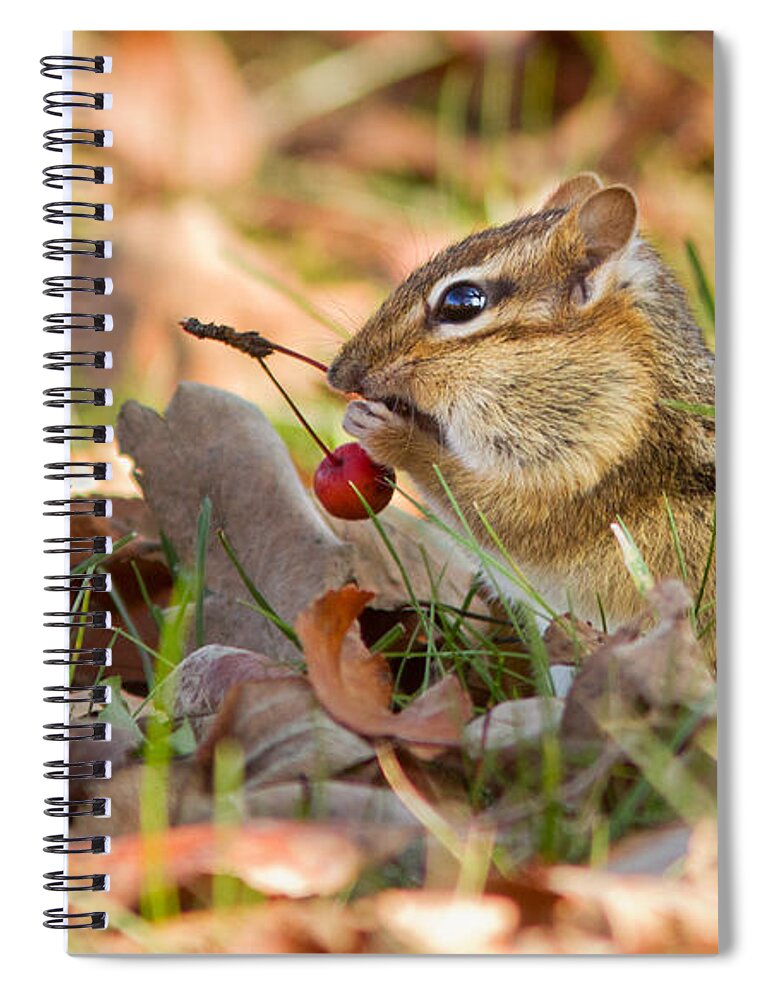 Acorn Spiral Notebook featuring the photograph Winter Preparation by Mircea Costina Photography