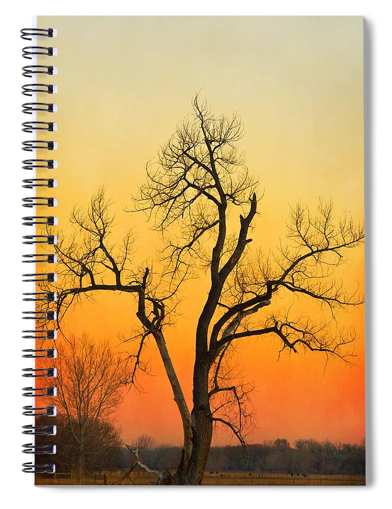 Tree Spiral Notebook featuring the photograph Winter Season Sunset Tree by James BO Insogna