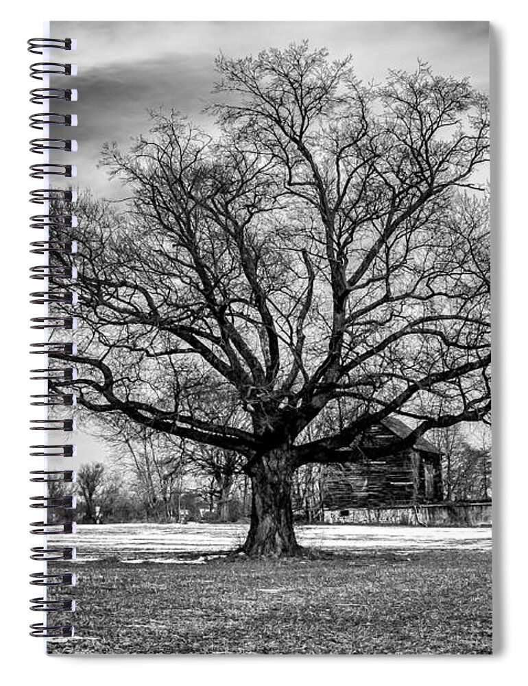 Mt Holly Spiral Notebook featuring the photograph Winter Solstice Tree by Louis Dallara