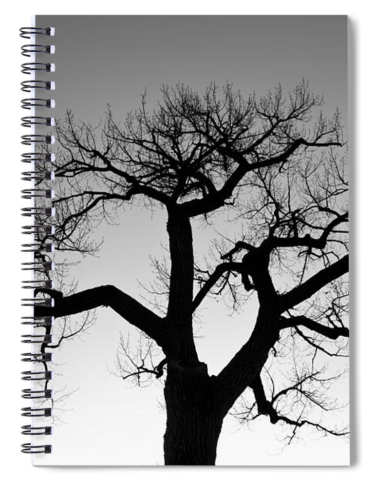 Tree Spiral Notebook featuring the photograph Winter Tree Silhouette BW by James BO Insogna