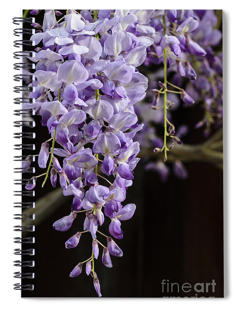 Wisteria Spiral Notebook featuring the photograph Wisteria by Tamara Becker