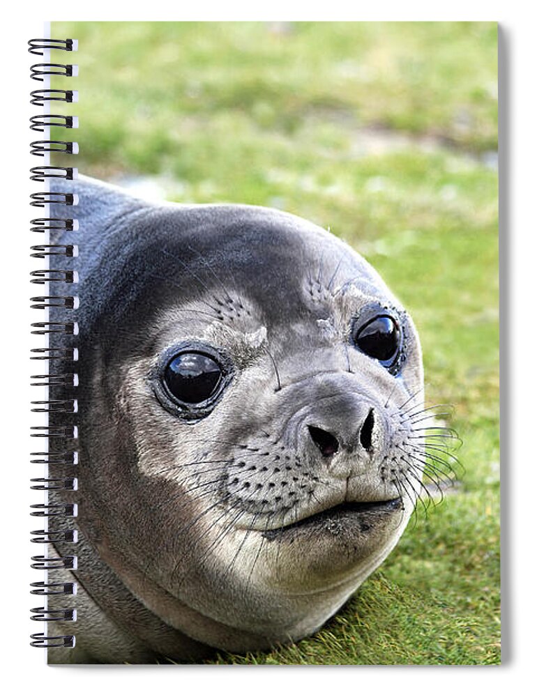 Southern Elephant Seal Spiral Notebook featuring the photograph Woeful Weaner by Ginny Barklow