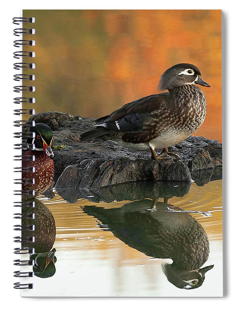 Birds Spiral Notebook featuring the photograph Wood Ducks by Dale Kincaid