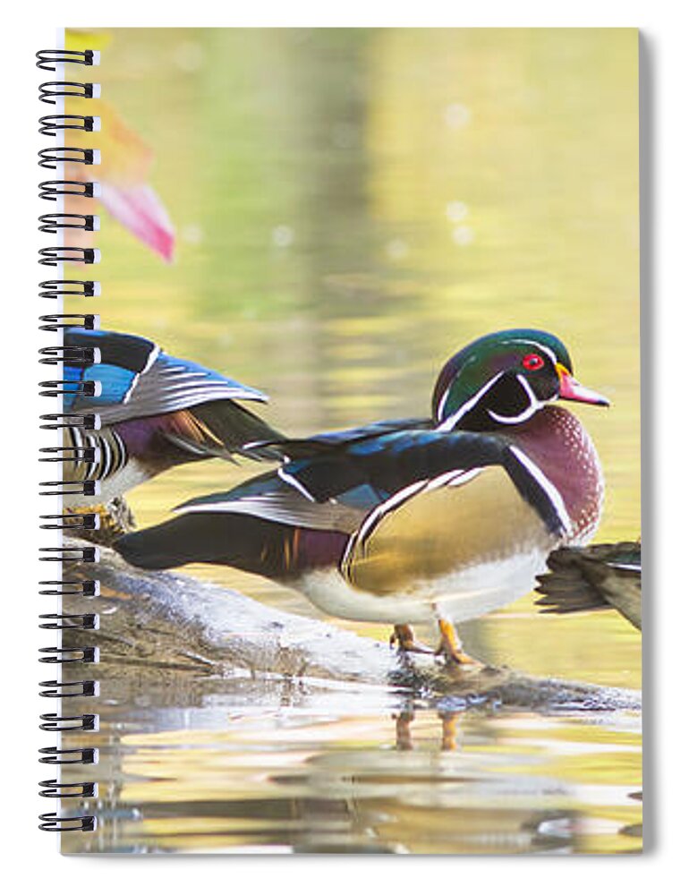 Wood-duck Spiral Notebook featuring the photograph Wood-ducks panorama by Mircea Costina Photography