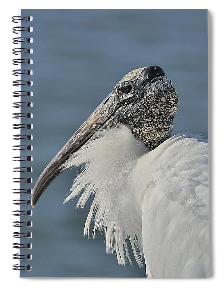 Wood Stork Spiral Notebook featuring the photograph Wood Stork Portrait by Bradford Martin