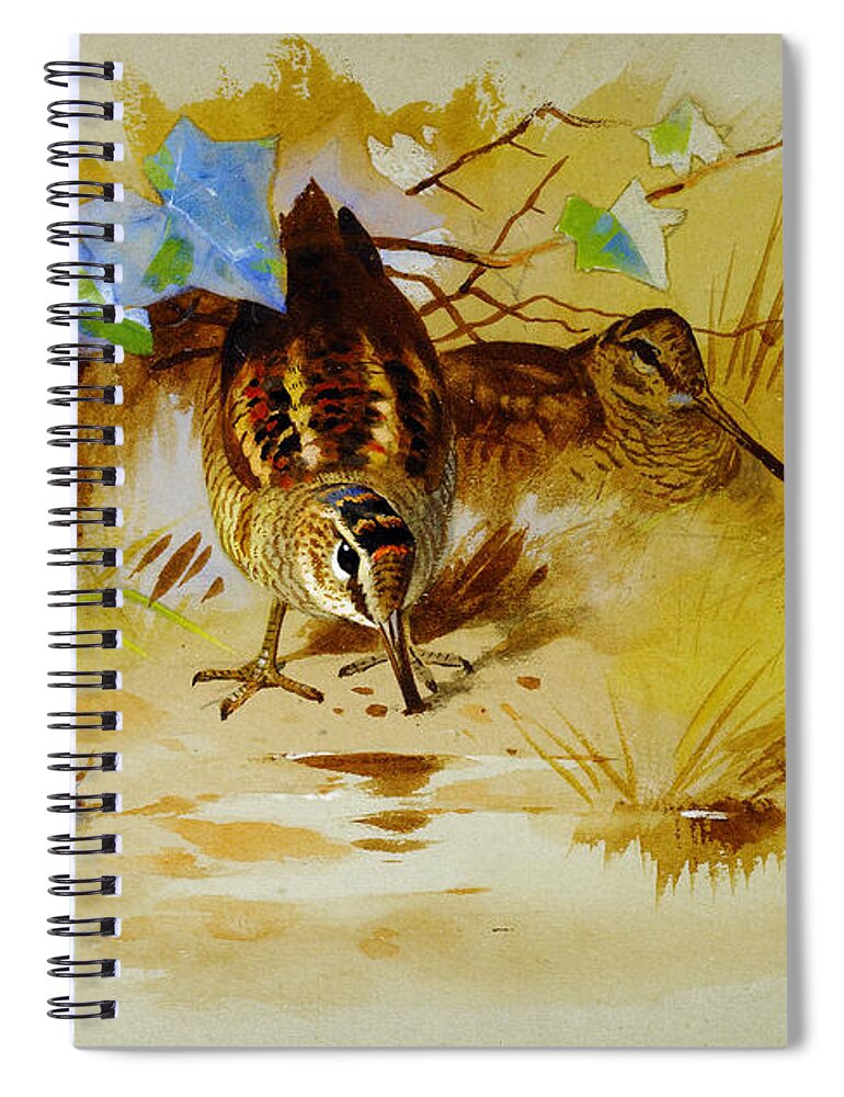 Archibald Thorburn Spiral Notebook featuring the painting Woodcock in a sandy hollow by Celestial Images