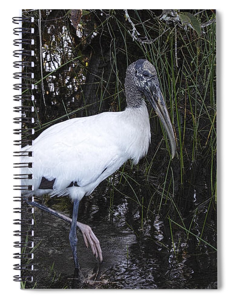 Americana Spiral Notebook featuring the photograph Woodstork by Rudy Umans