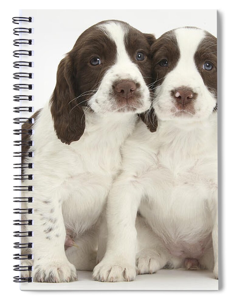Working English Springer Spaniel Puppy Spiral Notebook featuring the photograph Working English Springer Spaniel Puppies by Mark Taylor