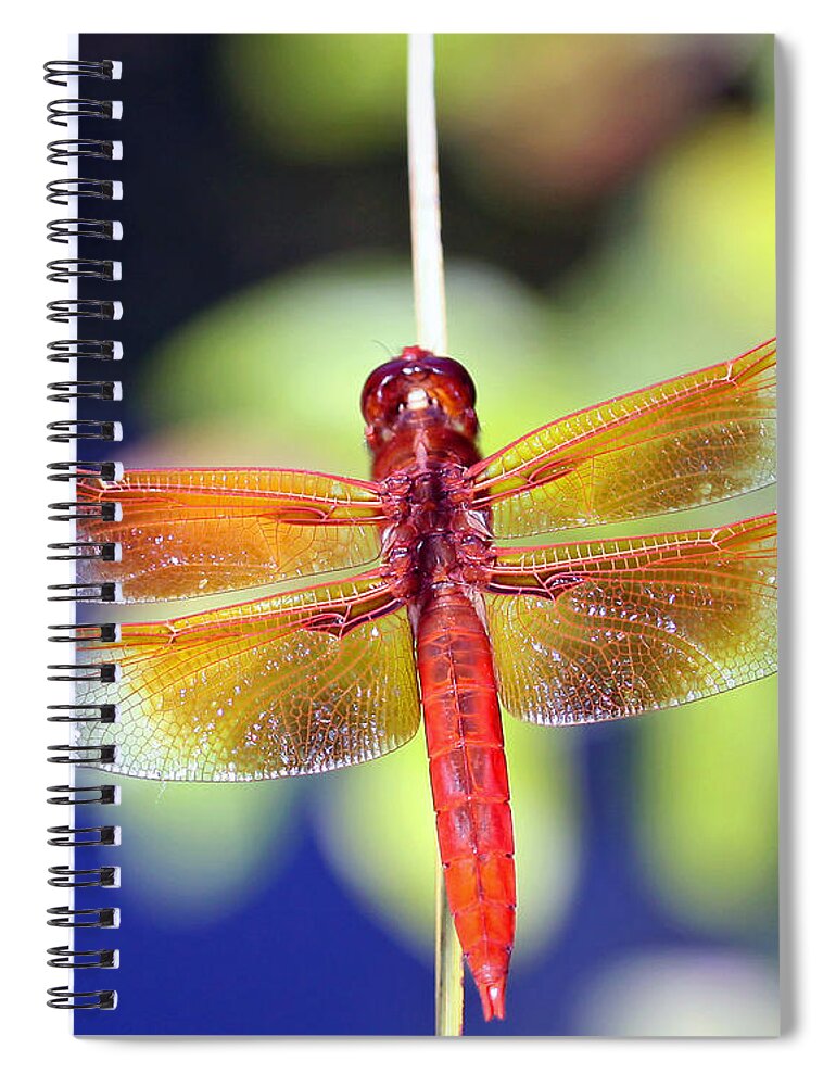 Dragonfly Spiral Notebook featuring the photograph Wounded Warrior by Shoal Hollingsworth