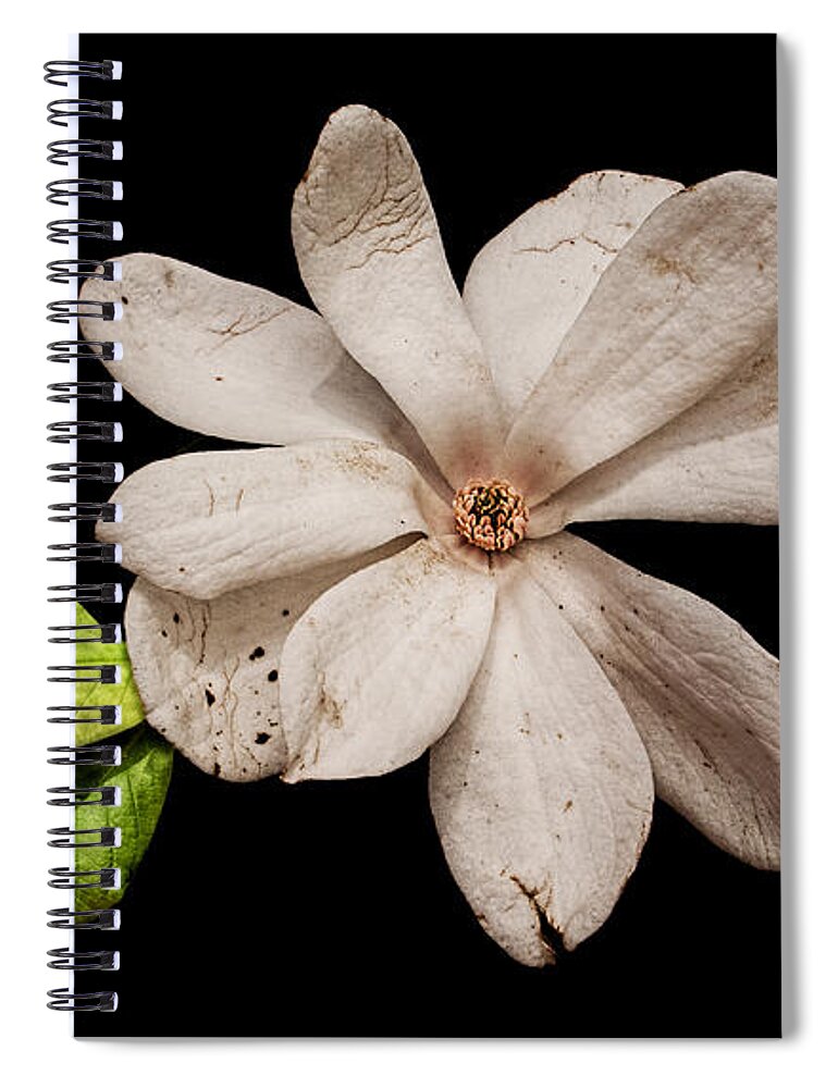 Wounded White Magnolia Spiral Notebook featuring the photograph Wounded White Magnolia Wide Version by Weston Westmoreland