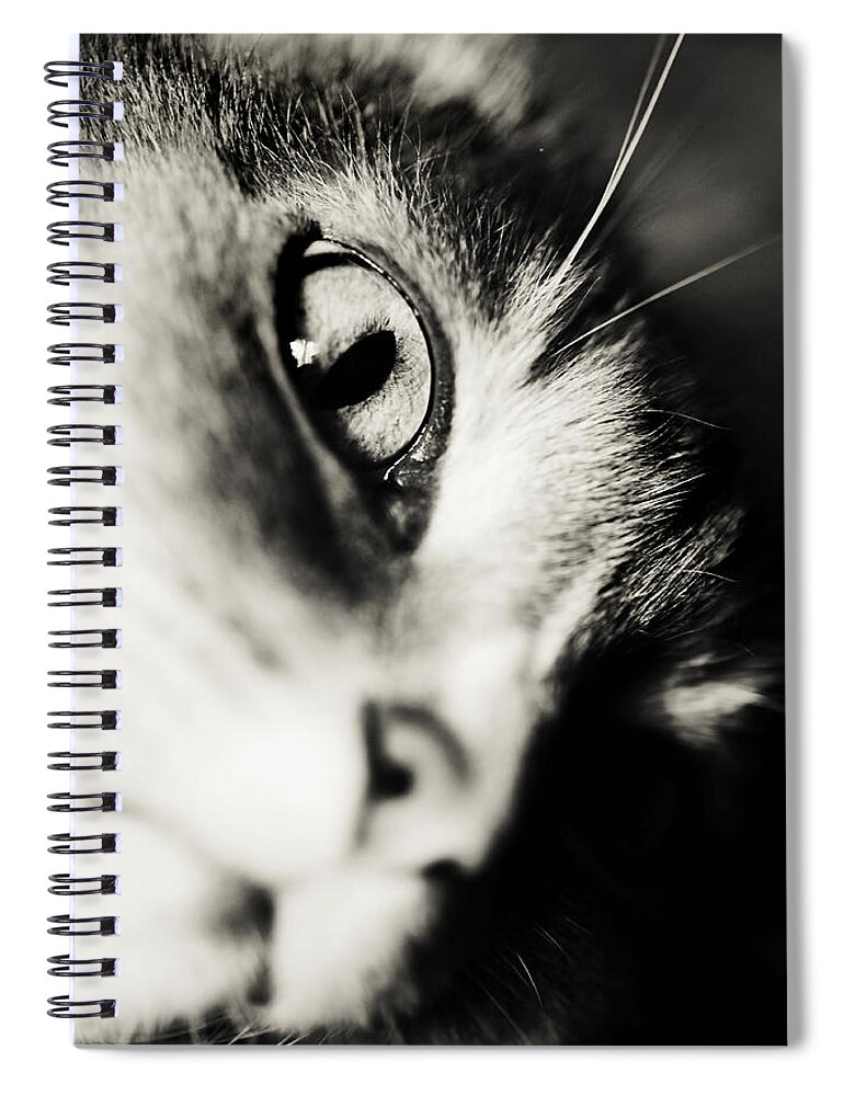 Cat Spiral Notebook featuring the photograph WoW by Jenny Rainbow