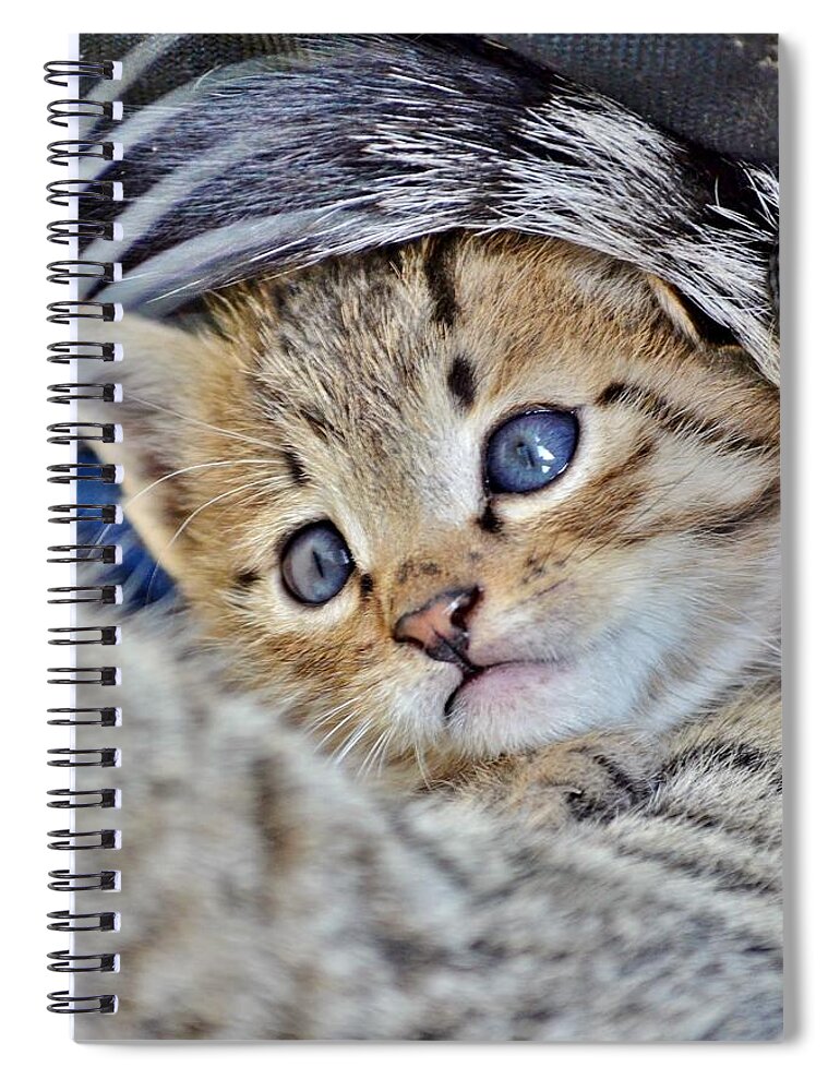 Cat Spiral Notebook featuring the photograph Wrapped in Mother's Love by Kim Bemis