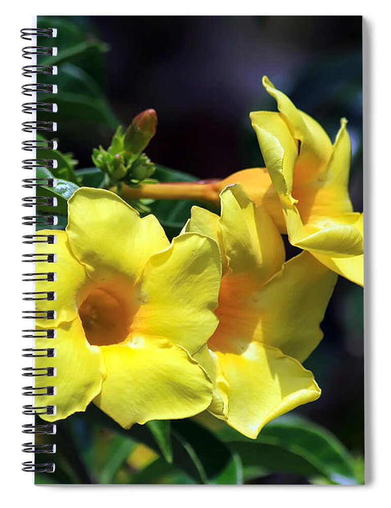 Flower Spiral Notebook featuring the photograph Yellow Allamanda by Teresa Zieba