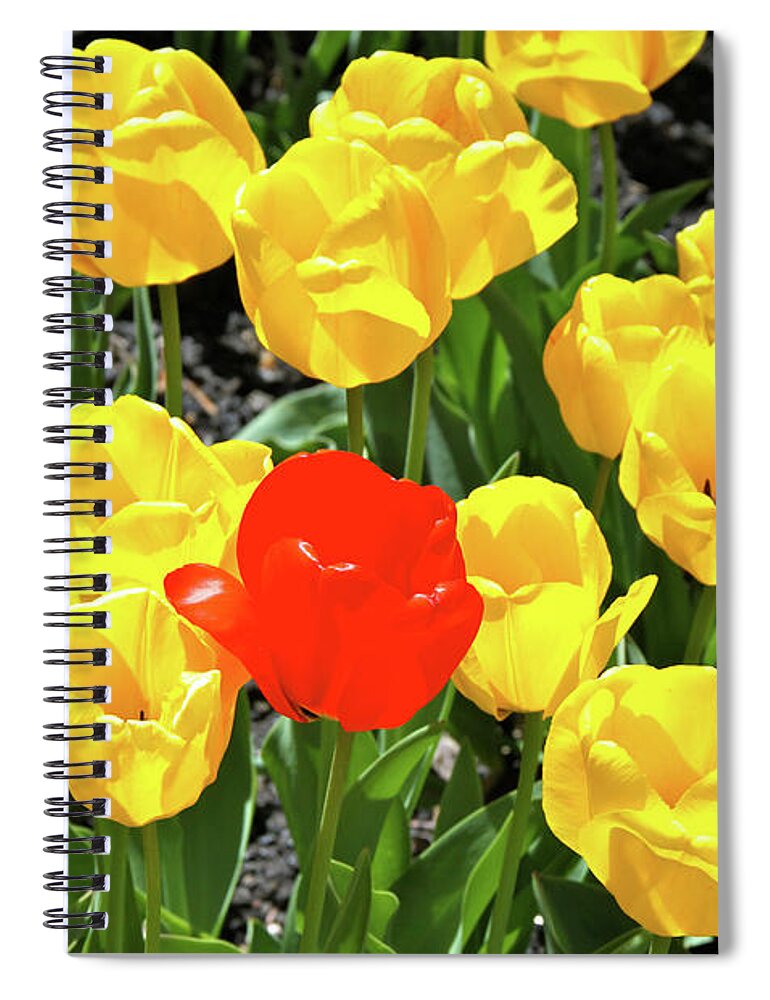 Tulips Spiral Notebook featuring the photograph Yellow and One Red Tulip by Ed Riche