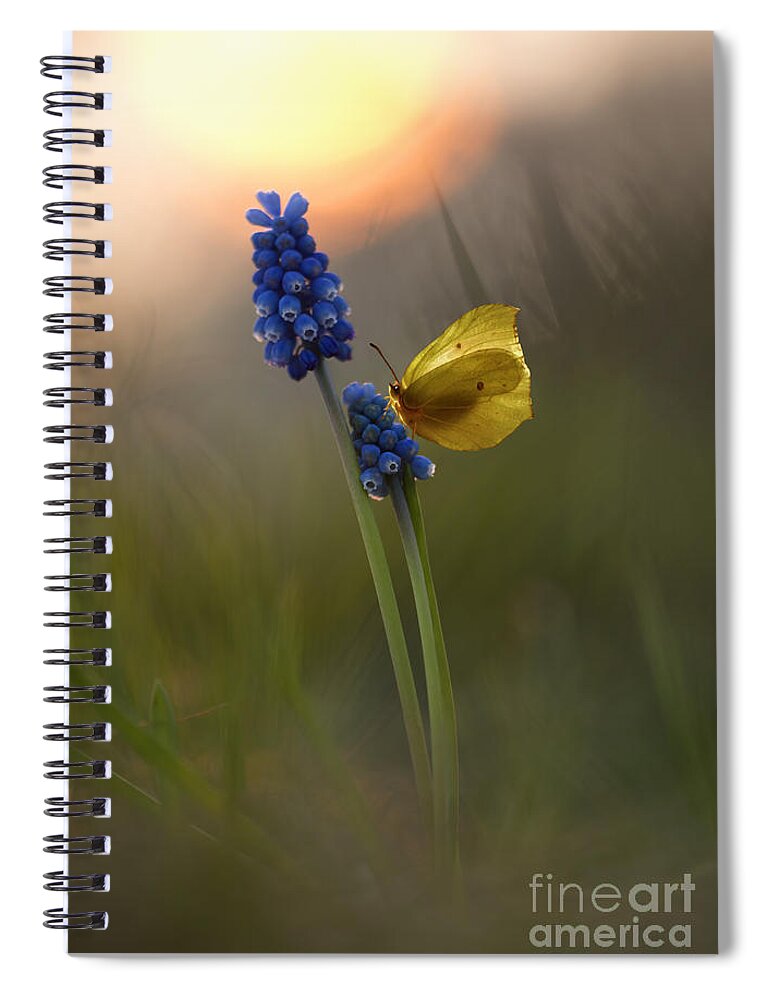 Yellow Spiral Notebook featuring the photograph Yellow butterfly on grape hyacinths by Jaroslaw Blaminsky