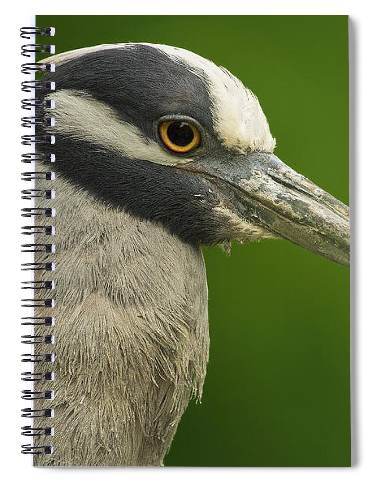 Yellow-crowned Night Heron Spiral Notebook featuring the photograph Yellow-Crowned Night Heron by Bill and Linda Tiepelman