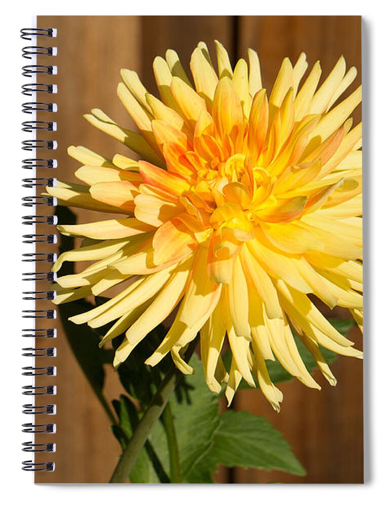 Yellow Spiral Notebook featuring the photograph Yellow Dahlia by Weir Here And There