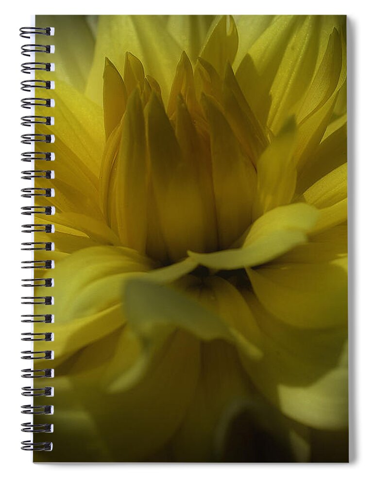 Dahlia Spiral Notebook featuring the photograph Yellow Dahlia Flower Petals by Smilin Eyes Treasures
