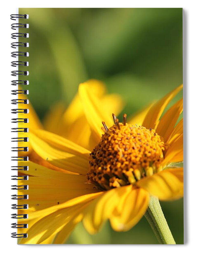 Blossom Spiral Notebook featuring the photograph Yellow Flower by Amanda Mohler