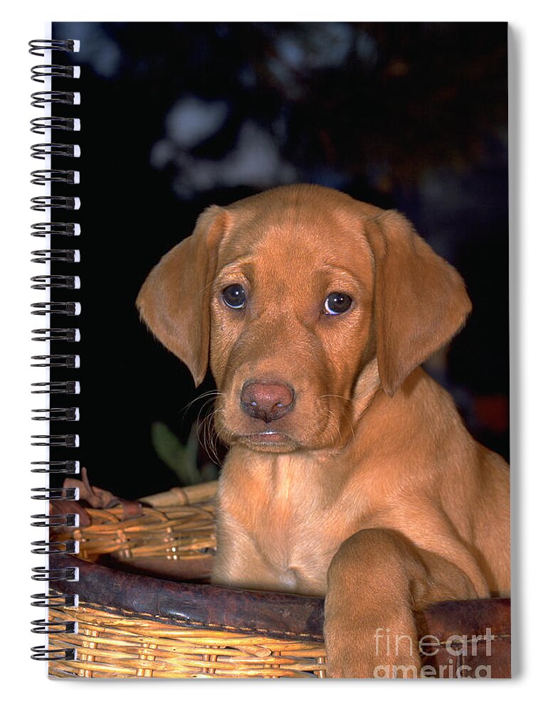 Vertical Spiral Notebook featuring the photograph Yellow Labrador Retriever Puppy 8 Weeks by William H. Mullins