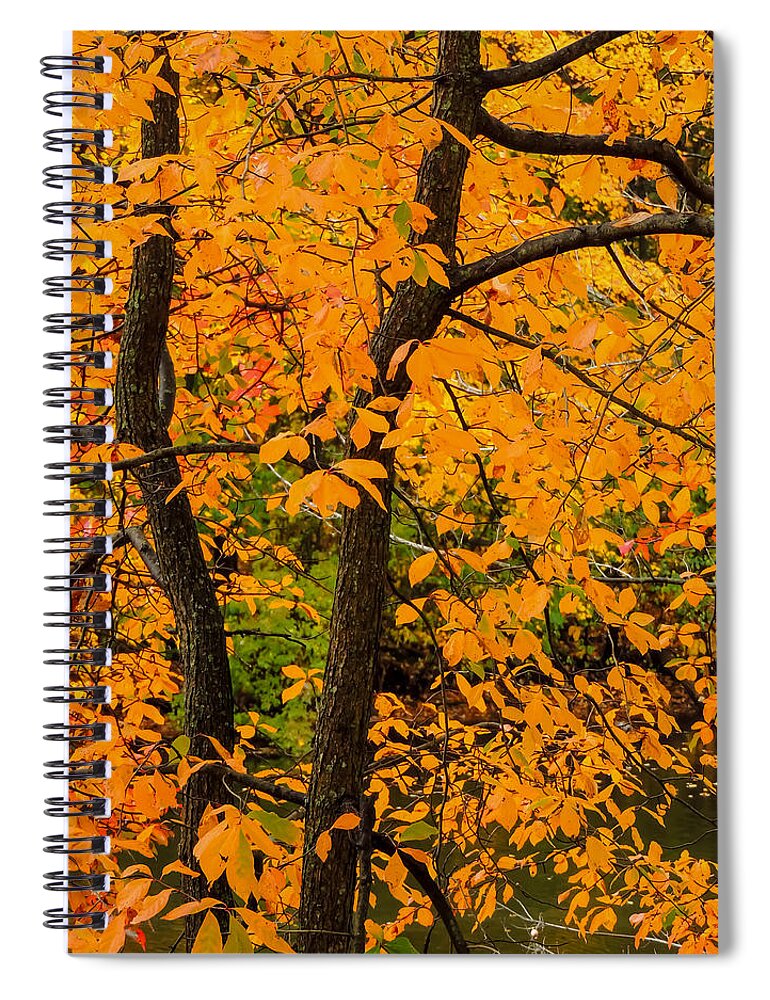 Nature Spiral Notebook featuring the photograph Yellow Leaves by Robert Mitchell