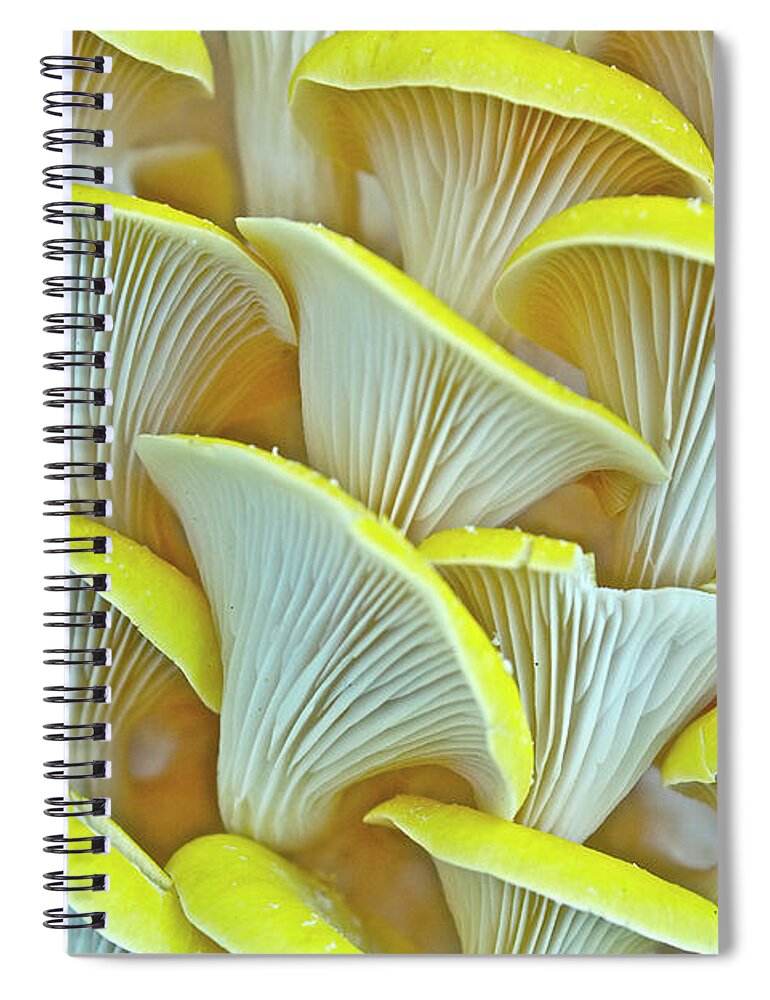 Edible Mushroom Spiral Notebook featuring the photograph Yellow Oyster Mushrooms by Keith Getter