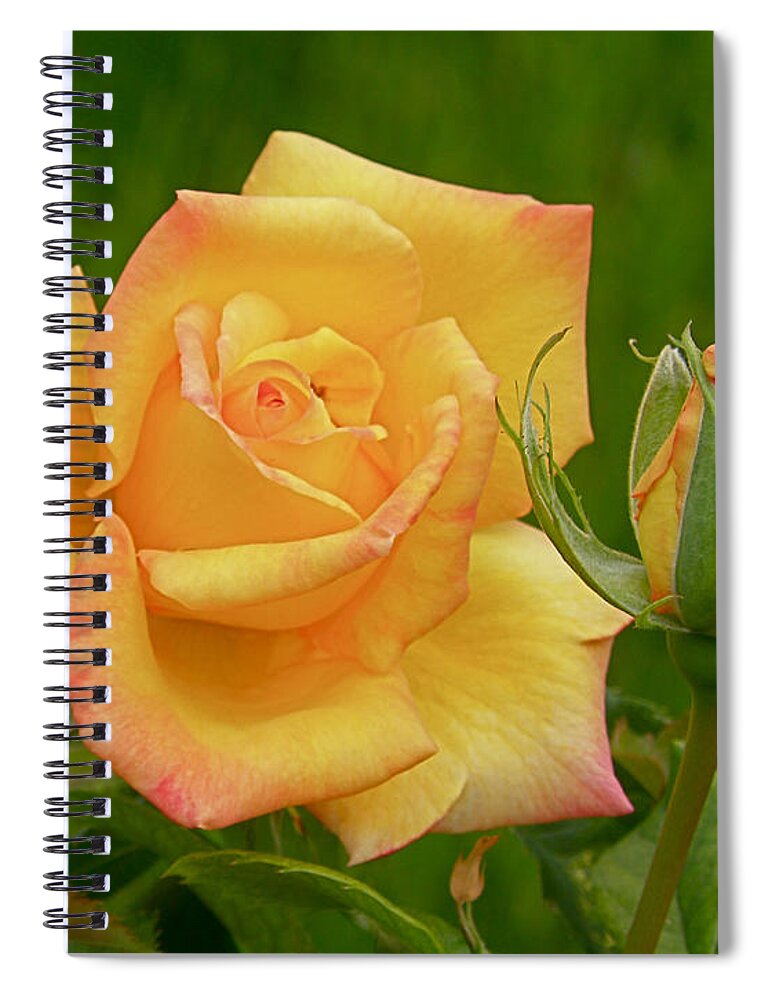 Rose Spiral Notebook featuring the photograph Yellow Rose with Bud by Debby Pueschel